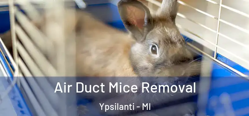  Air Duct Mice Removal Ypsilanti - MI